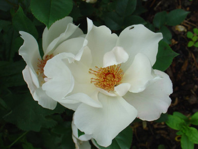 Lilac-Charm.jpg