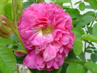 Marie-Louise.jpg
