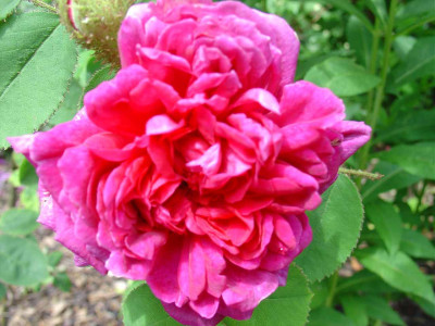 Mme-Roche-de-Lambert.jpg