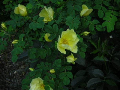 Rosa_Hugonis3a.JPG