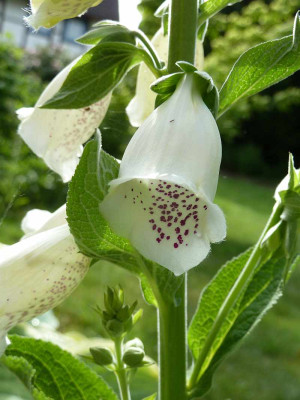 Digitalis_purpurea_P10401841.jpg