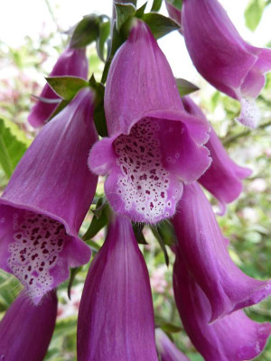 Digitalis_pupurea_P10401771.jpg