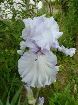 Iris_barb._elat._SilveradoP10401631.jpg