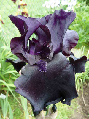 Iris_barb._elat._Before_the_Storm_P1040169.jpg