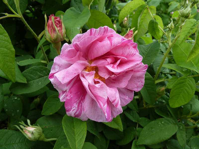 Rosa_mundi_P1040167.jpg