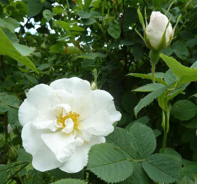 Rosa_Sappho_P1040196.jpg