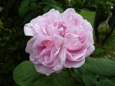 Rosa_Fantin_Latour_P10401931.jpg
