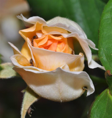 DSC_0211b_Large.jpg