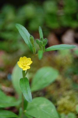 welche_oenothera_7610.JPG