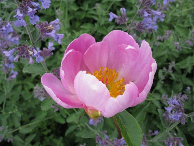 Paeonia_lactiflora_Gartenpur.jpg