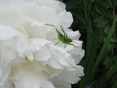 Grashupfer_Gartenpur.jpg