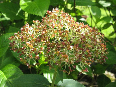 Hydrangea_arborescens_Invinicibelle_Spirit_Gartenpur.jpg