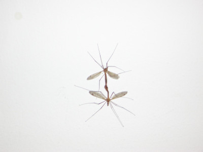 CIMG0990.JPG