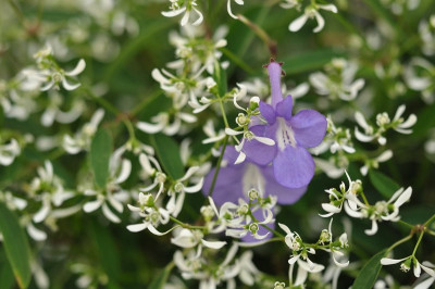 DSC_0044mg.jpg