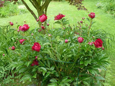 Paeonia_Balliol_P10401721.jpg