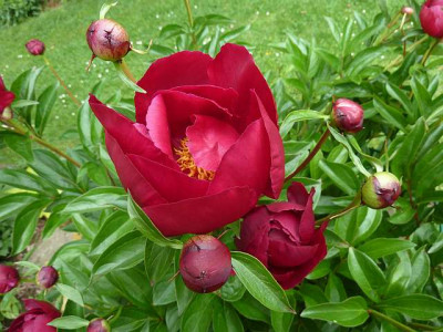 Paeonia_lact._Balliol_P10401971.jpg