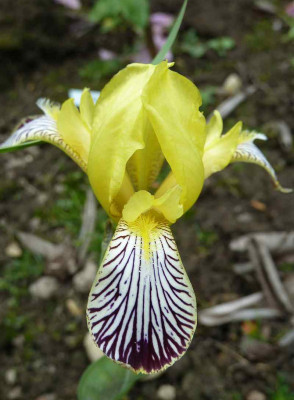 Iris_variegata_P1040190.jpg