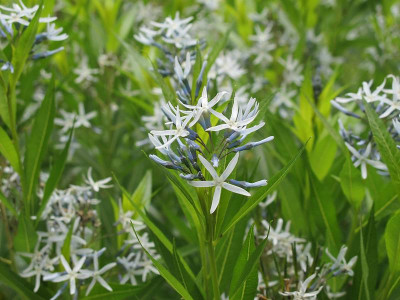 Amsonia_2.6.12_ue.jpg