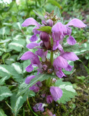 Lamium_maculatum_Elisabeth_de_Haas__P10402091.jpg