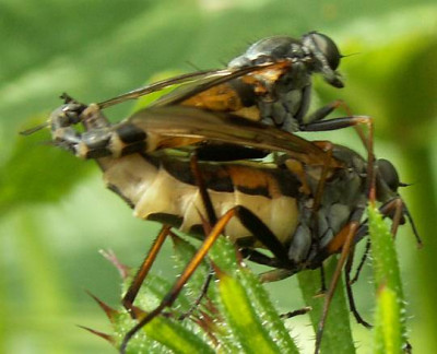 Rhagio_notatus_-_Schnepfenfliege_09.jpg
