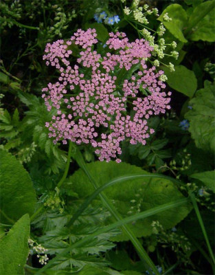 Doldenblutler-unbekannt-020.jpg