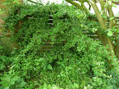 Euonymus_fortunei_VegetusP1040208.jpg