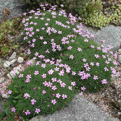 comp_Dianthus_arpadianus_var._pumilio_03.06.12.jpg