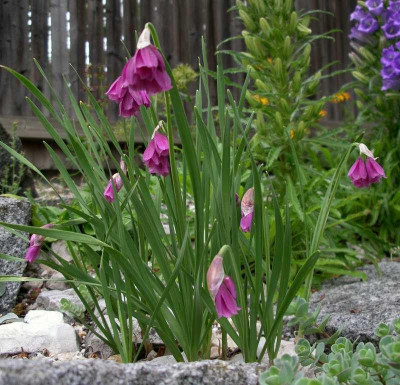 comp_Allium_narcissiflorum_03.06.12.jpg