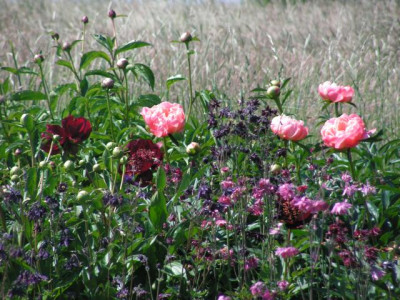 paeonia_coral_sunset_chocolate_soldier_123.jpg