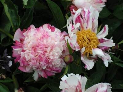paeonia_lordcavin_peppermintstick.jpg
