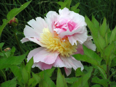 paeonia_pink_parasol_surprise.jpg