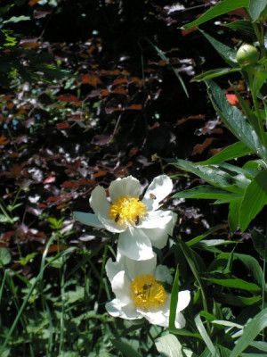 paeonia_unbekannt_.jpg