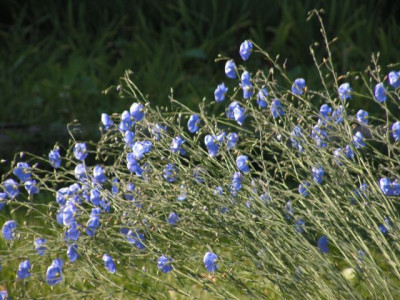linum_perenne_80.jpg