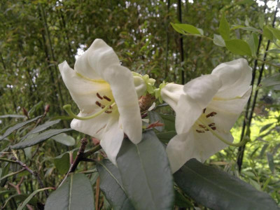 030620124492R._liliiflorum_Guiz_163.jpg