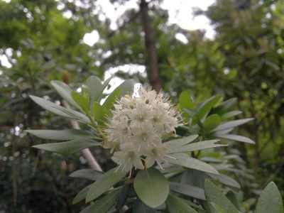 030620124495R.micranthum.jpg