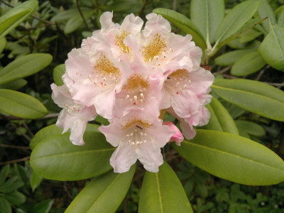 030620124496R.brachycarpum_ssp._fauriei.jpg