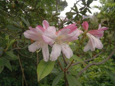 030620124500R.horlickianum.jpg
