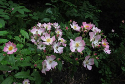ballerinablueten3.jpg