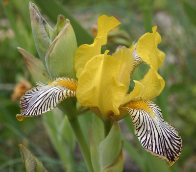 IMG_0518_eIris_variegata.JPG