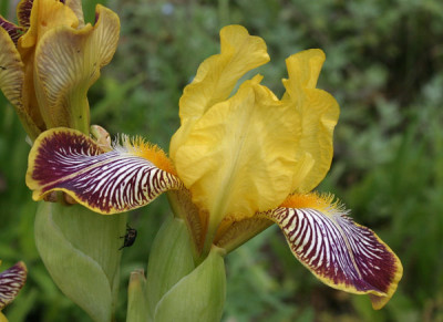 IMG_0521_eIris_variegata.JPG