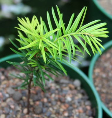 IMG_1160_Metasequoia_oder_Taxus.JPG