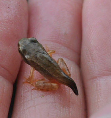 Grasfrosch__7167.jpg