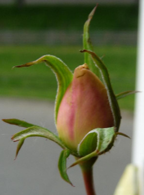 FDxPA10_01.JPG