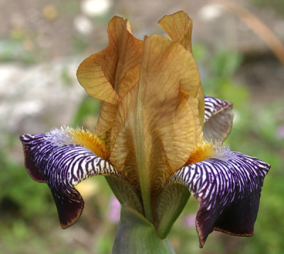 IMG_0519_eIris_variegata.JPG