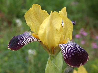 IMG_0517_eIris_variegata.JPG