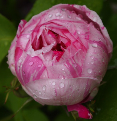 Honorine-de-Brabant-02.06..jpg