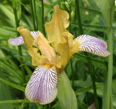IMG_0523_eIris_variegata.JPG