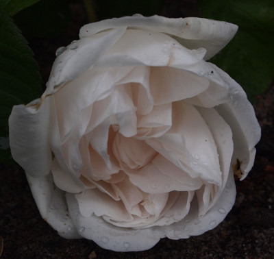 Madame-Georges-Bruant-02.0.jpg
