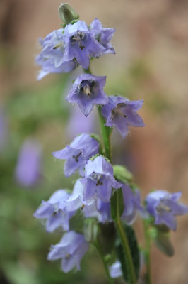 Campanula_barbata.jpg