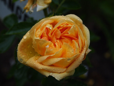 Soleil-d-Angers-01.06.GP.jpg